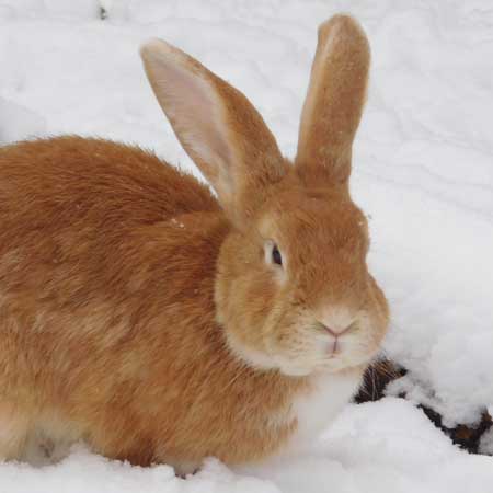 Bild - Kaninchen Profil