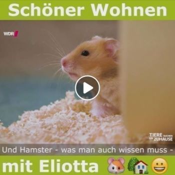 getzoo-wdr-schoer-wohnen-mit-eliota-2017-03-26-tv-presse