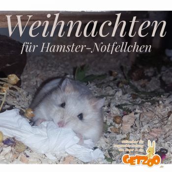 Hamster-Rettung-mit-Herz-Getzoo-Spenden-2019-Notfellchen