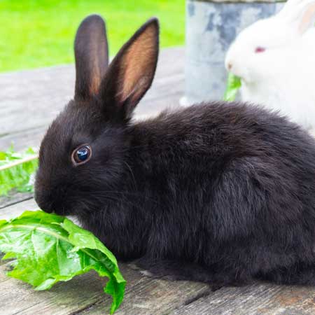 Bild - Kaninchen